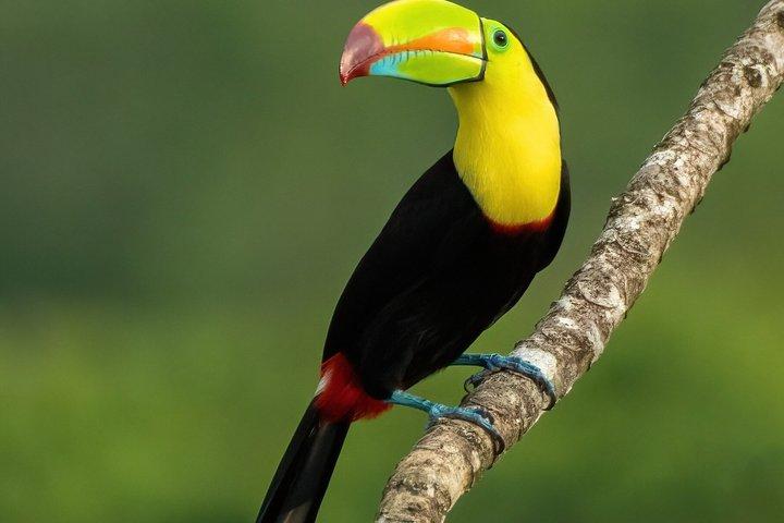 PRIVATE TARGET BIRDWATCHING EXPEDITION + free binoculars