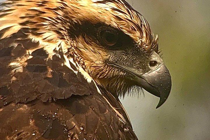 PRIVATE TARGET BIRDWATCHING EXPEDITION + free binoculars