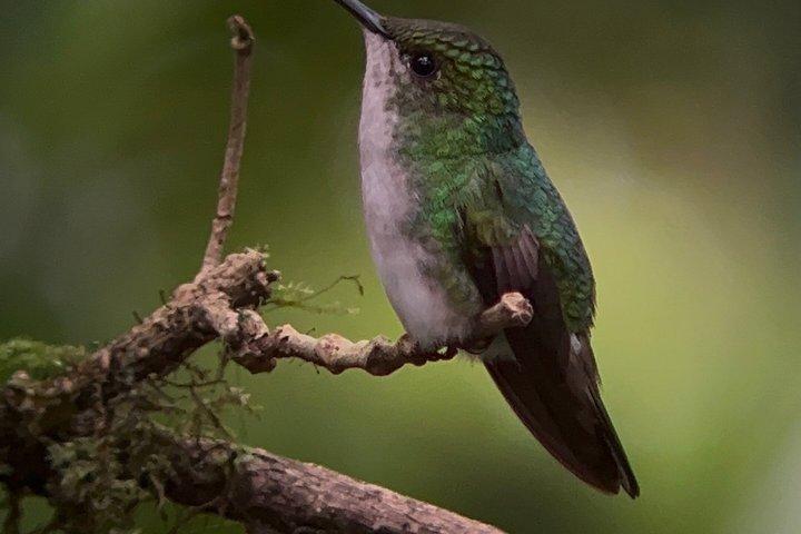PRIVATE TARGET BIRDWATCHING EXPEDITION + free binoculars