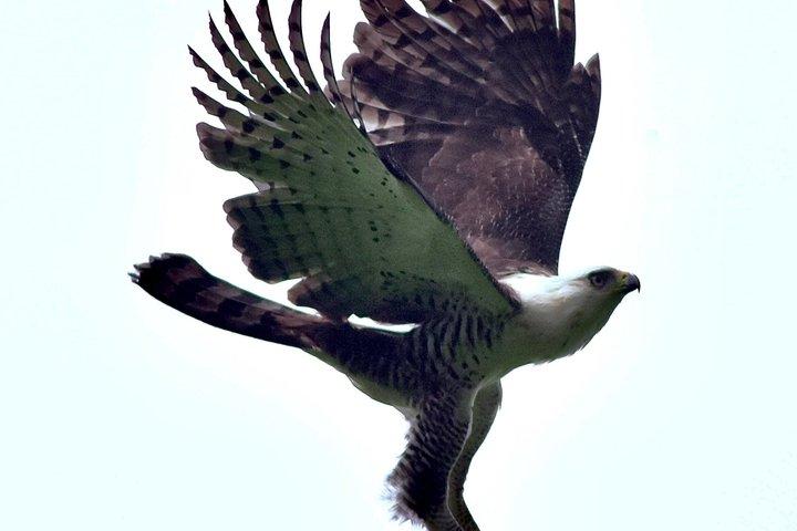 PRIVATE TARGET BIRDWATCHING EXPEDITION + free binoculars