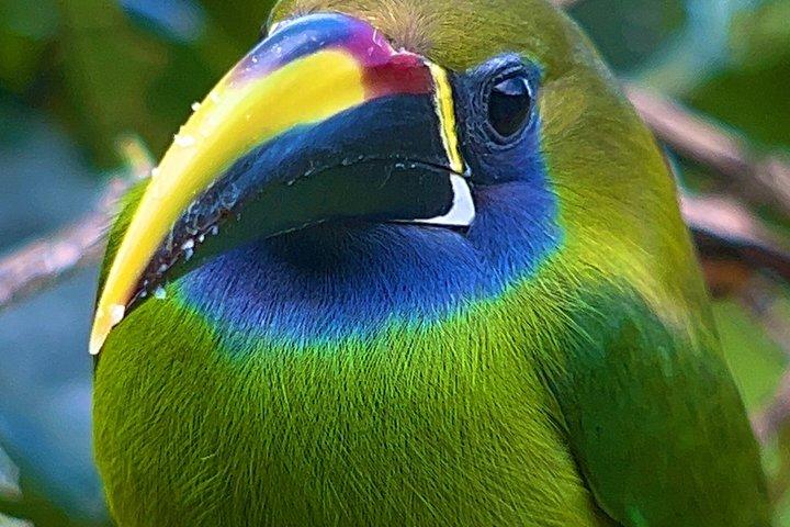 PRIVATE TARGET BIRDWATCHING EXPEDITION + free binoculars