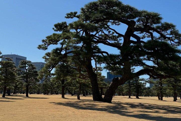 英語を話すドライバー付き東京プライベート日帰りツアー