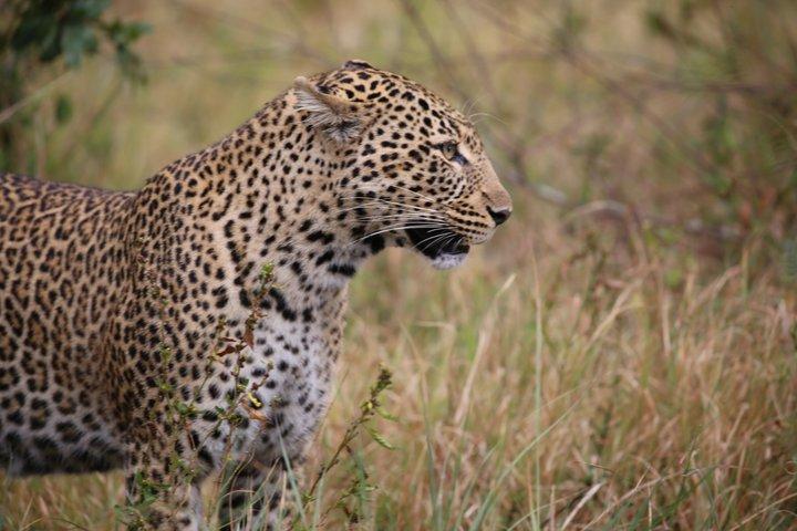 3 Day Amboseli Private Safari