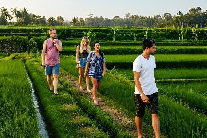 Bali kokosvin og Ubud kaffetur