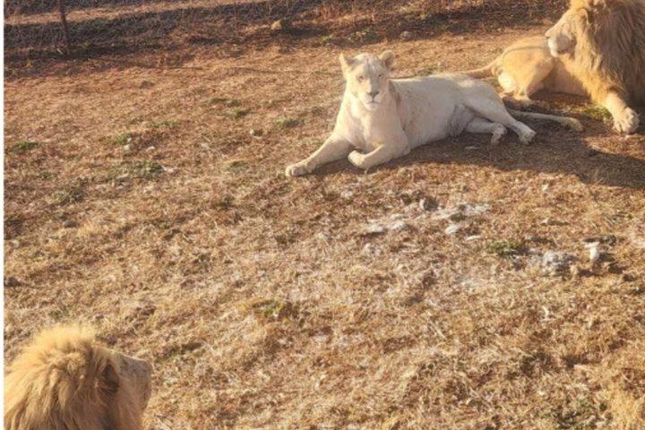 Johannesburg Lion and Safari Park Guided Game Drive