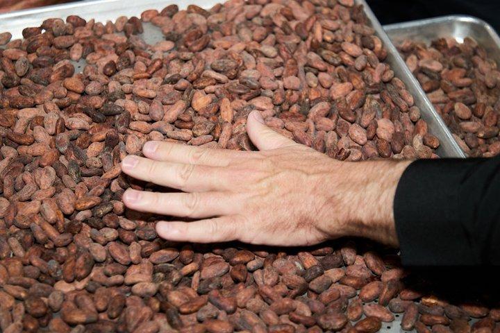 Panama Chocolate Factory Experience and Tasting