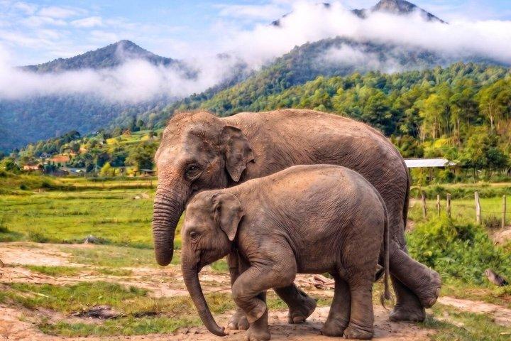 3-en-1 : visite de Doi Inthanon, sanctuaire des éléphants et sentier de randonnée
