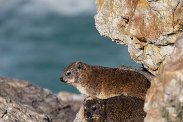 Table Mountain Guided Hike – Safe, Scenic & Tailored to You