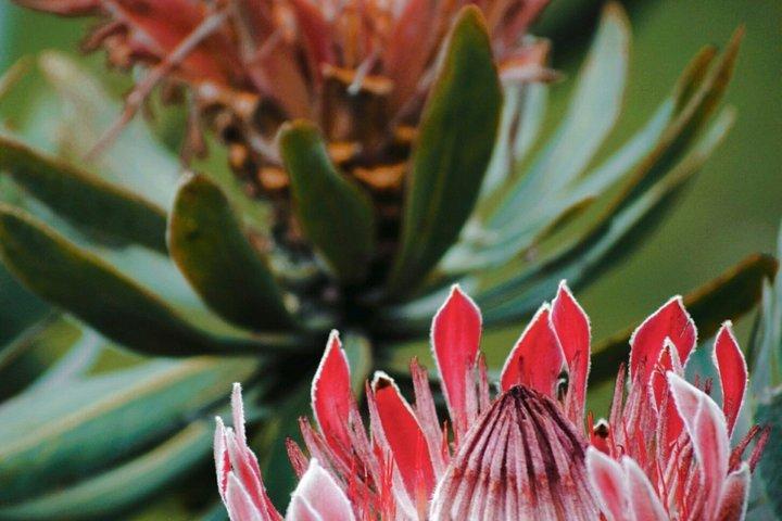 Table Mountain Guided Hike – Safe, Scenic & Tailored to You