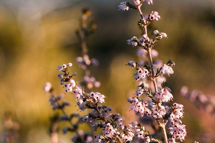 Table Mountain Guided Hike – Safe, Scenic & Tailored to You