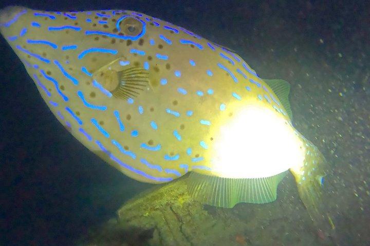 フィルフォスターパークナイトタイムガイド付きシュノーケルツアーウエストパームビーチ