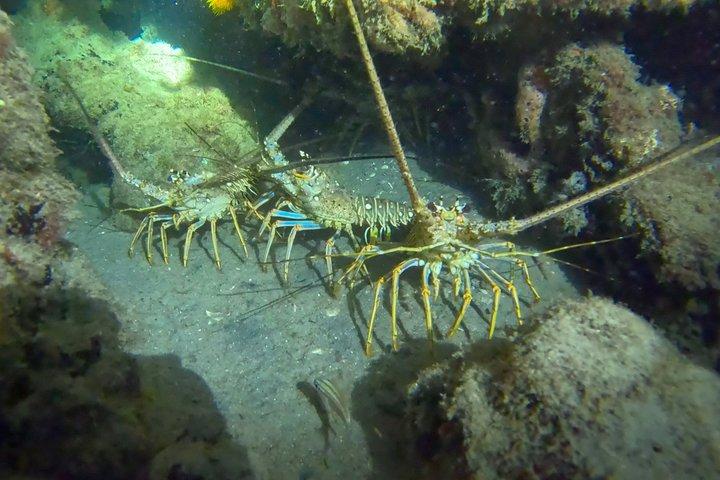 フィルフォスターパークナイトタイムガイド付きシュノーケルツアーウエストパームビーチ