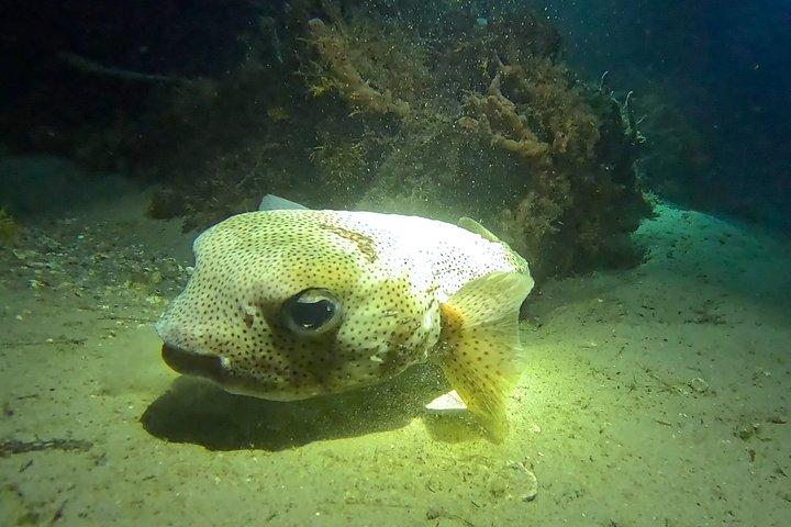 フィルフォスターパークナイトタイムガイド付きシュノーケルツアーウエストパームビーチ