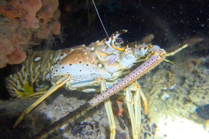フィルフォスターパークナイトタイムガイド付きシュノーケルツアーウエストパームビーチ
