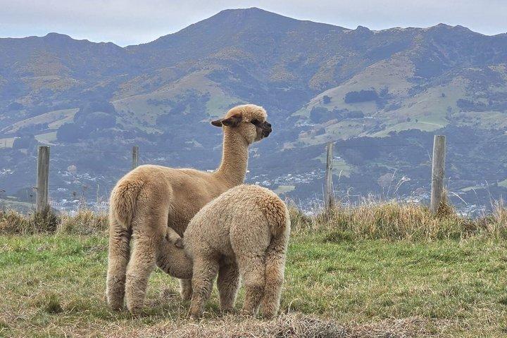Akaroa Luxury Experience with Alpaca Farm and Dolphin Watching