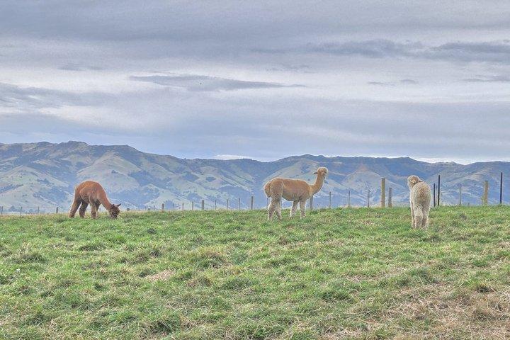 Akaroa Luxury Experience with Alpaca Farm and Dolphin Watching