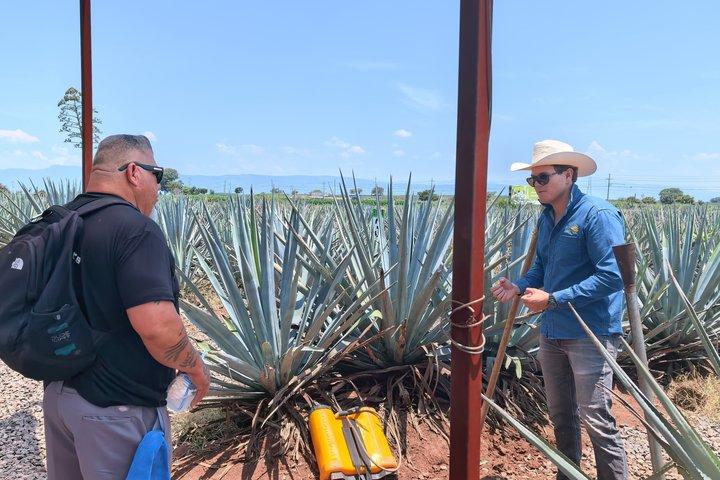 Tour from Guadalajara: Premium Jose Cuervo Experience