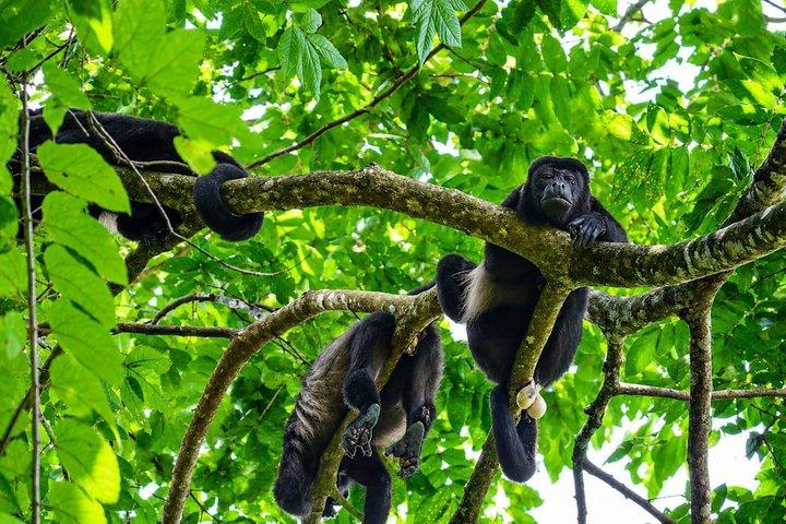 Manuel Antonio National Park Guided Tour