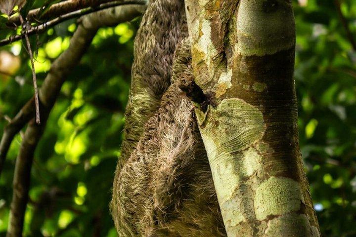 マヌエル・アントニオ国立公園ガイドツアー
