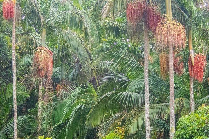 Bellthorpe Rainforest Privat tur