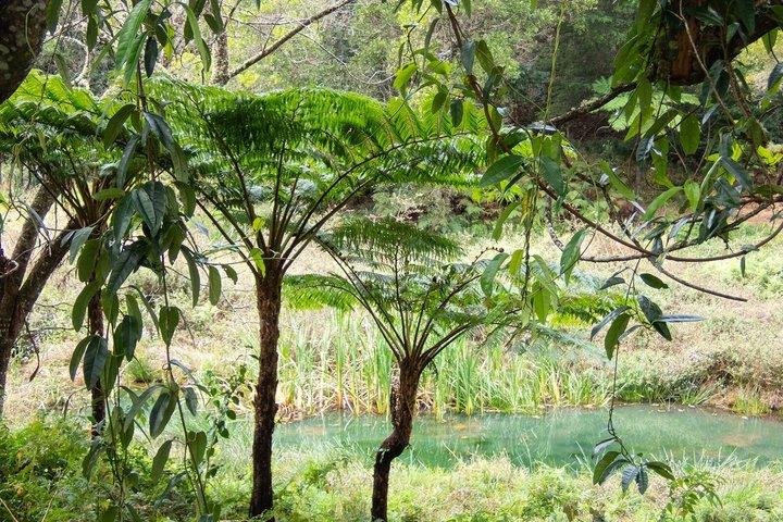 Bellthorpe Rainforest Privat tur