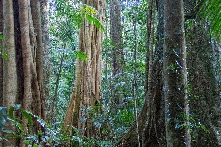 Bellthorpe Rainforest Privat tur