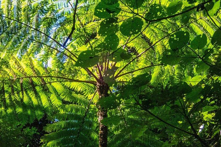Bellthorpe Rainforest Privat tur