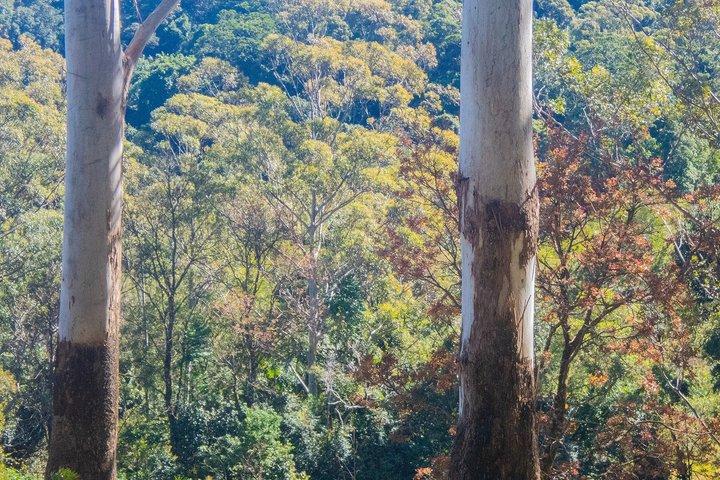 Bellthorpe Rainforest Privat tur