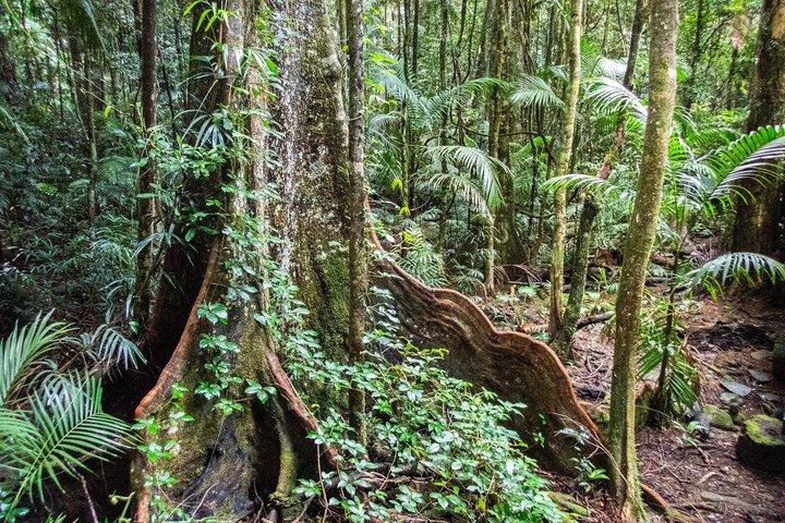 Bellthorpe Rainforest Privat tur