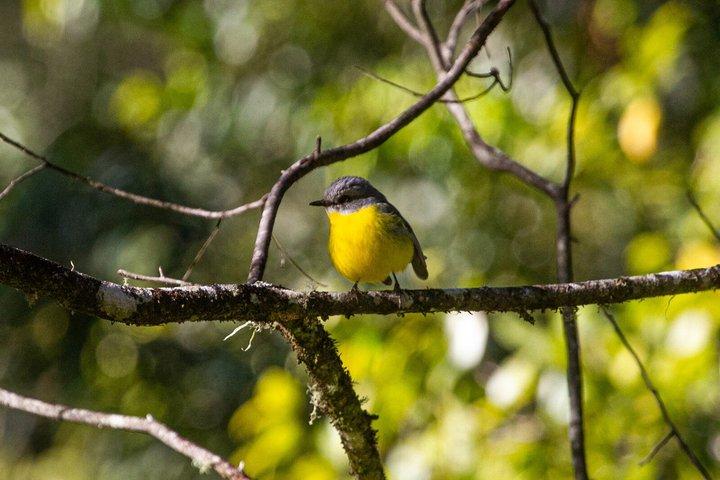 Bellthorpe Rainforest Privat tur