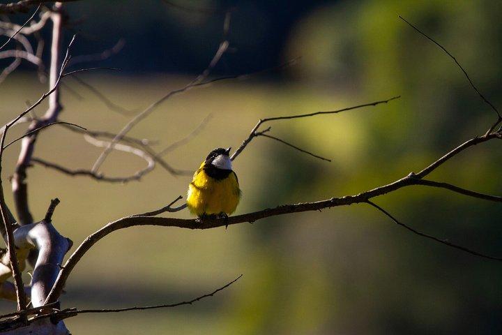 Bellthorpe Rainforest Privat tur