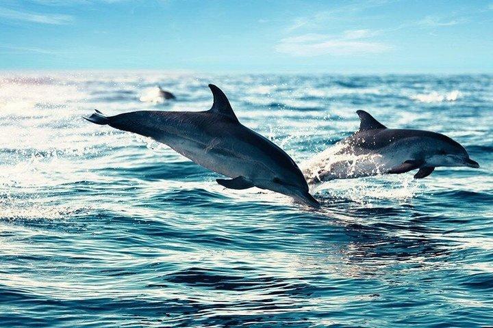 7 Hours Dolphin House tour Snorkeling, Lunch & Transfer- Hurghada