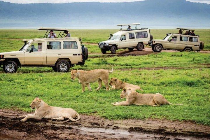 3 Dages Maasai Mara Safari Tur Big Five Wildlife Oplevelse