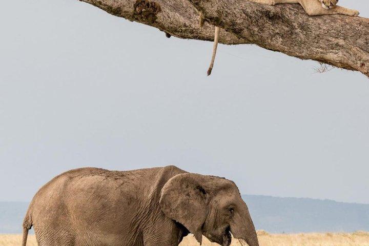 3日間マサイマラサファリツアー ビッグファイブ野生動物体験