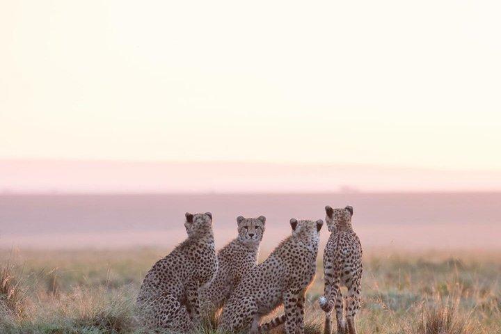 3日間マサイマラサファリツアー ビッグファイブ野生動物体験