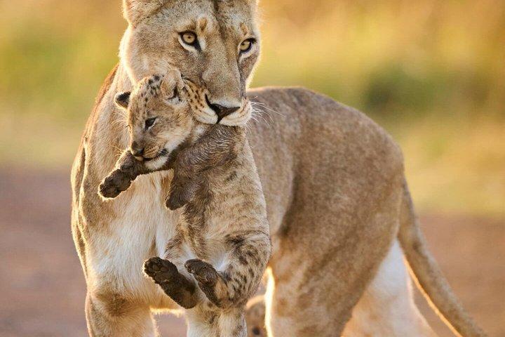 3日間マサイマラサファリツアー ビッグファイブ野生動物体験