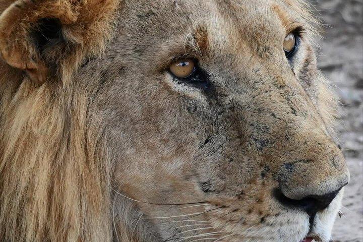 3日間マサイマラサファリツアー ビッグファイブ野生動物体験