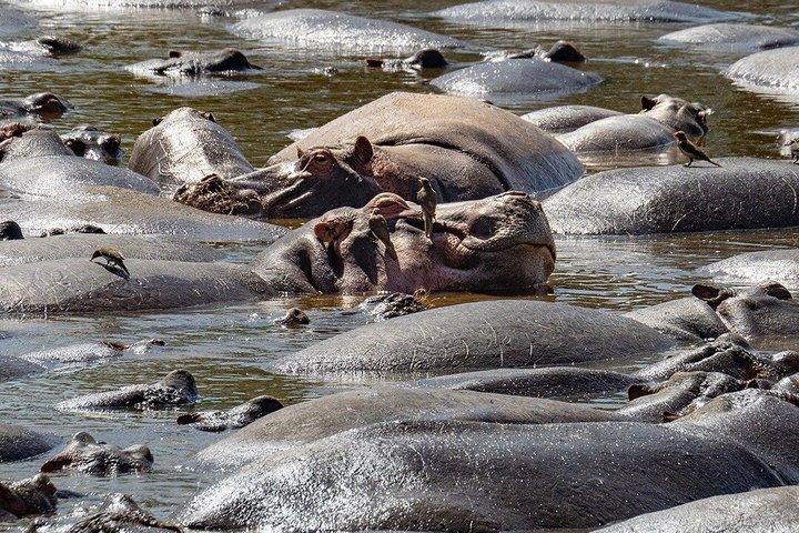 3日間マサイマラサファリツアー ビッグファイブ野生動物体験