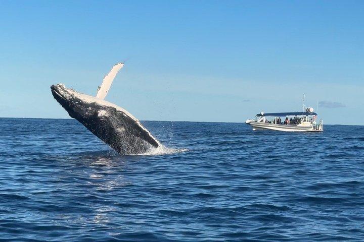 Mooloolaba Whale Watching – Small Group Tour