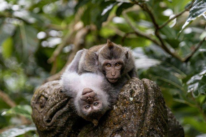 Halbtages-Highlights Ubud mit Affenwald, Wasserfall und Tempel