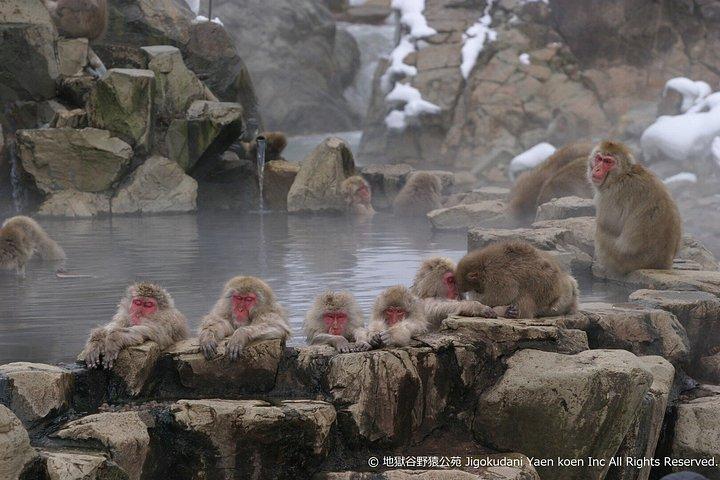 東京発 スノーモンキーパーク、善光寺、長野グルメツアー