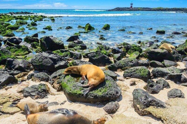 Tour a Isla Bartolomé y snorkel desde Puerto Ayora, Galápagos