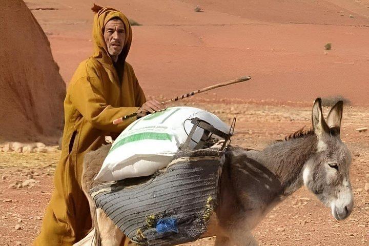 Taroudant Half Day Tour and Goat Tree Visit