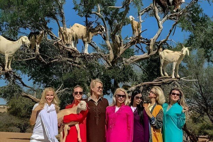 Taroudant Half Day Tour and Goat Tree Visit