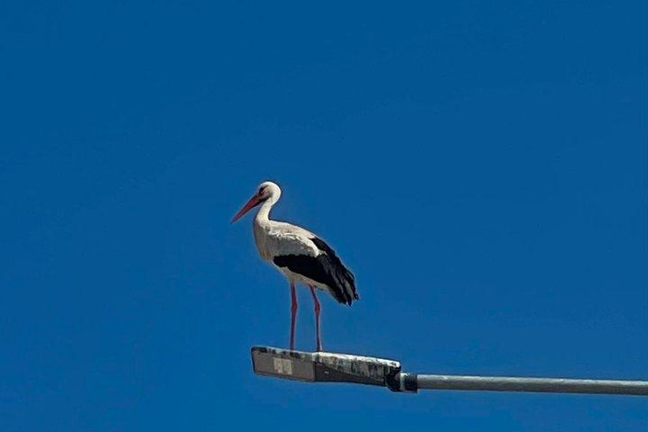 アルガルヴェ、シルヴェス城：現地ガイド付きEバイクツアー