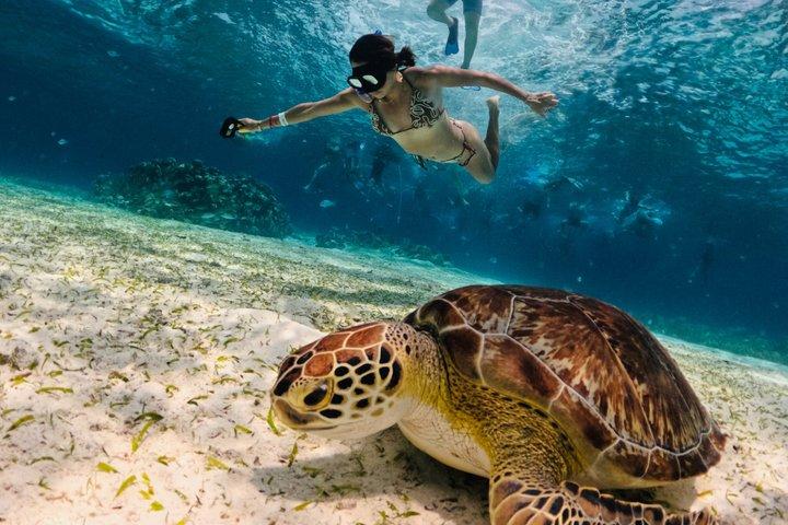 コスメル島のパランカール、トルトゥガス、シエロ、シエリトでのシュノーケリング