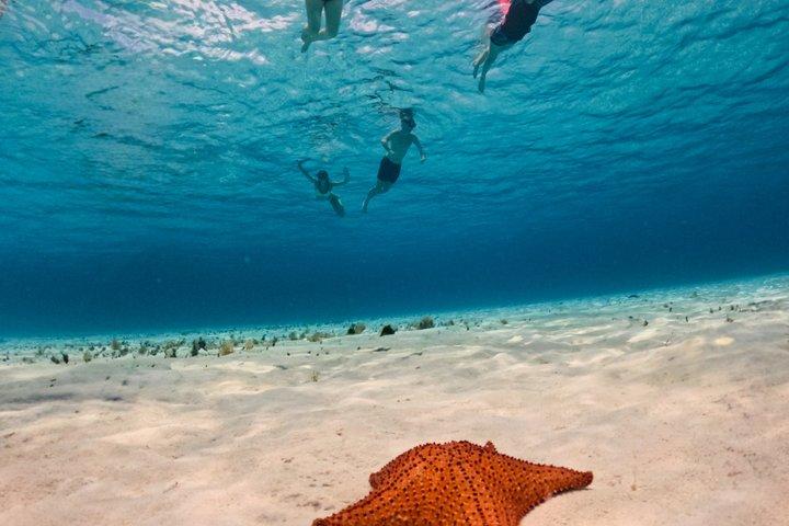 コスメル島のパランカール、トルトゥガス、シエロ、シエリトでのシュノーケリング