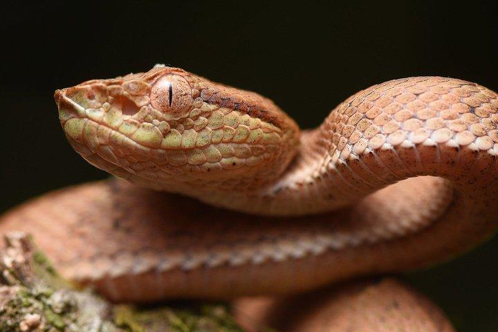 Tour privado de caminata nocturna en Monteverde
