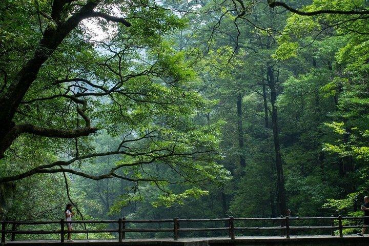 張家界国家森林公園 アバター ハレルヤ山