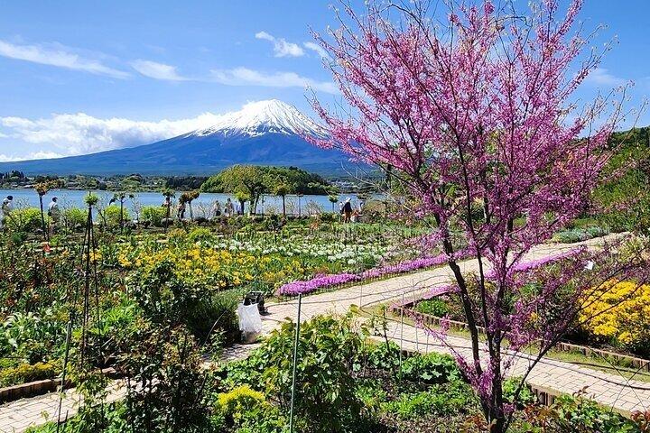 富士山と箱根のプライベートツアー（高級車付き）